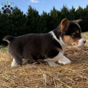 Hannah, Pembroke Welsh Corgi Puppy